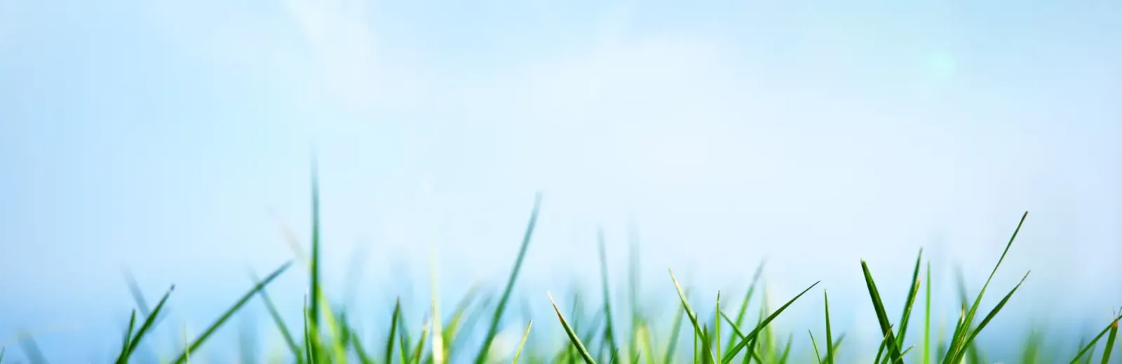 grass