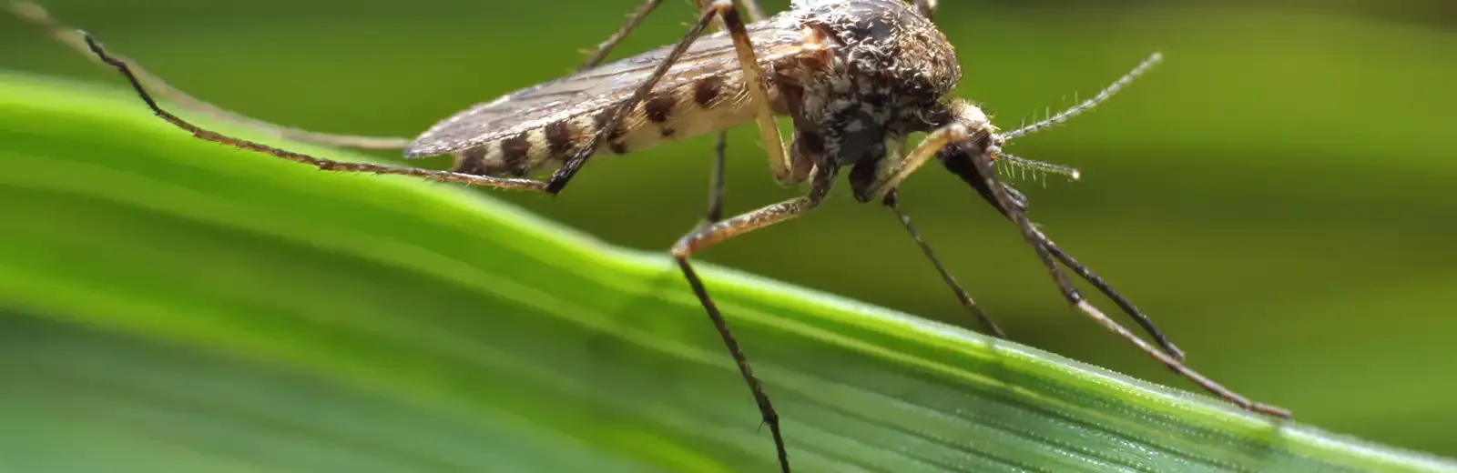 mosquito on grass