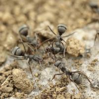 Ants