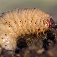 Grubs