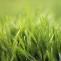 Grass