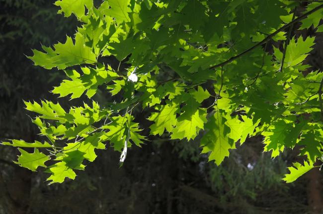 Red Oak Tree